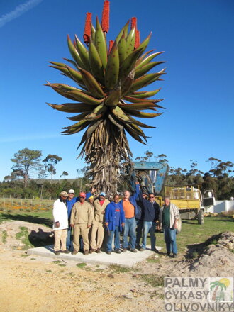 ALOE FEROX