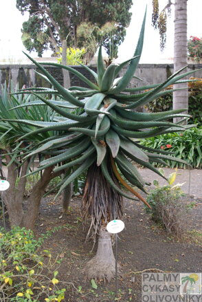 ALOE FEROX