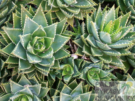 ALOE PERFOLIATA
