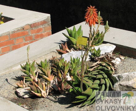 ALOE PERFOLIATA