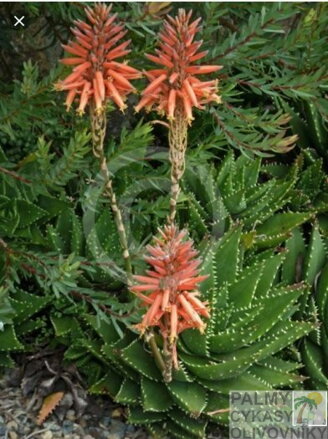 ALOE PERFOLIATA