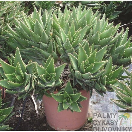 ALOE PERFOLIATA