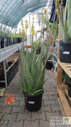ALOE VERA