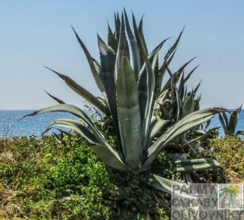 ALOE VERA