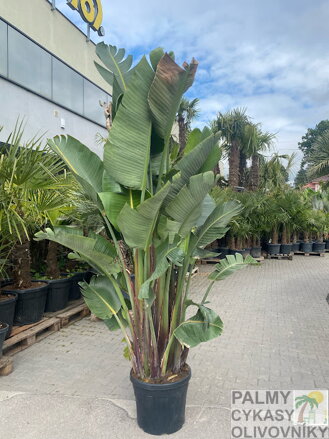Strelitzia Augusta - strelícia augusta 45L