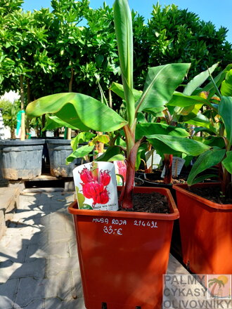 Banánovník Musa acuminata Red Dacca platano rojo 60 - 80cm