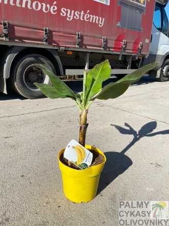 Banánovník Musa Acuminata  60-80cm