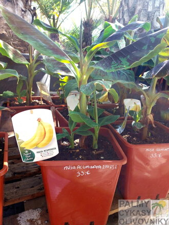 Banánovník Musa Acuminata 60 - 80 cm  