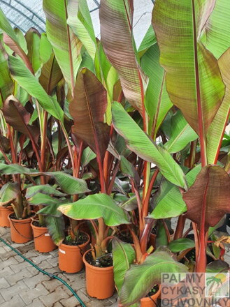 BANÁNOVNÍK ENSETE VENTRICOSUM MAURELLI 200 - 250 cm