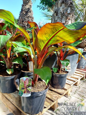 Banánovník Ensete Ventricosum Maurelli -2/-5°C 70 - 90cm