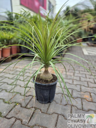 Beaucarnea Recurvata 