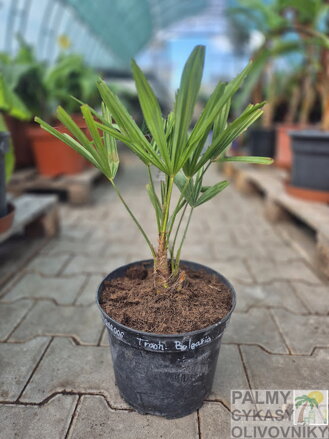 Trachycarpus Bulgaria (Plovdiv) semenáč 2Lt.