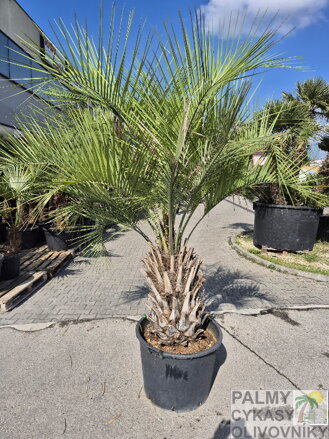 Butia Capitata výška rastliny 220-240cm, kmeň 60-80cm