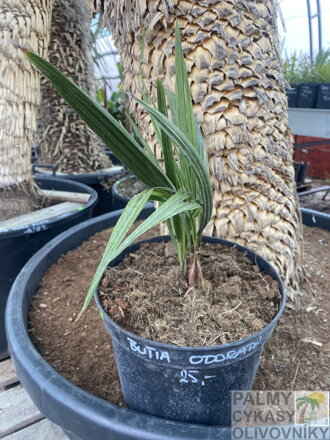 Butia Odorata - semenáč