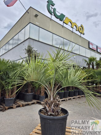 Butia Capitata
