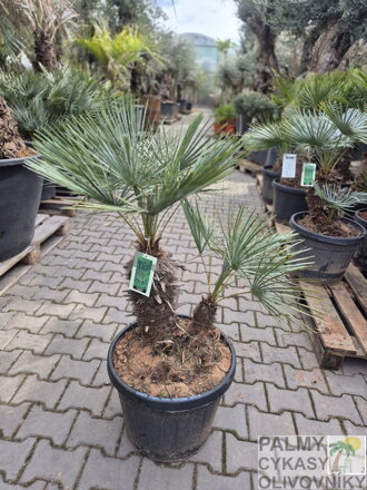 Chamaerops Humilis cerifera 45l