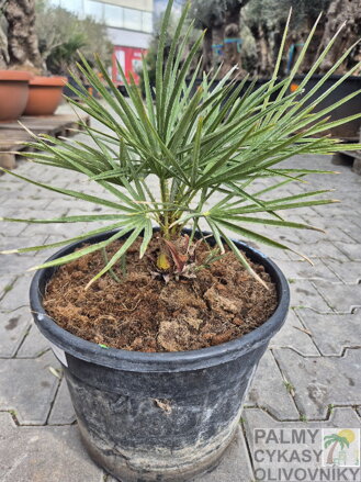 Chamaerops Humilis semenáč 15L