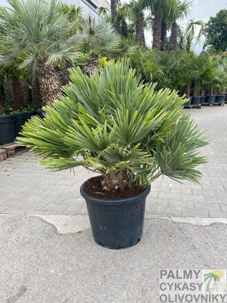 Chamaerops Humilis Vulcano 