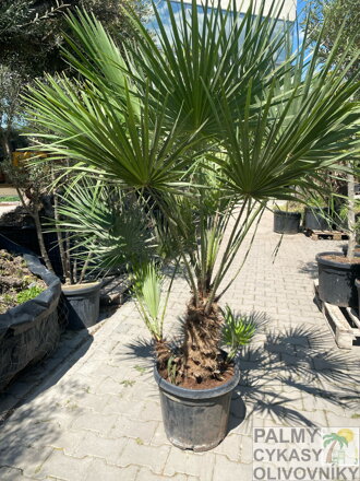 Chamaerops Humilis 100/120cm výška