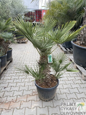 Chamaerops Humilis cerifera 45l
