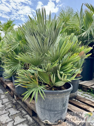 Chamaerops Humilis Vulcano 35 lt