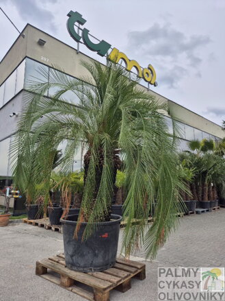 Macrozamia moorei výška 300-350cm