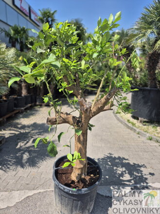 Citrus limon - citrónovník výška 200 - 220 cm 