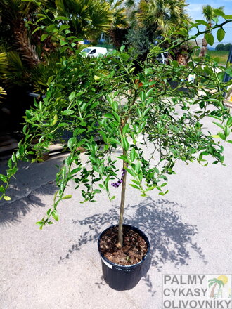 Citrus Australasica - Austálska kaviárová limetka 15L, výška 130-140cm