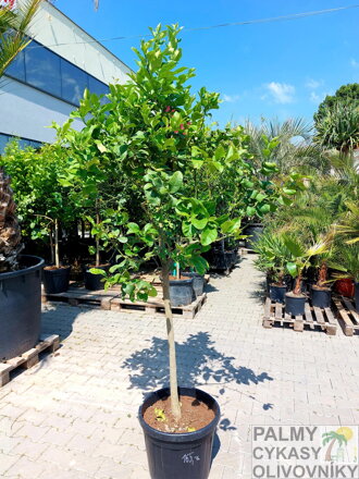 Citrus limon - citrónovník 45L, výška 220-250cm