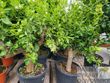 Citrus sinensis - pomarančovník 70L