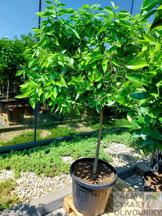 Citrus sinensis - pomarančovník 45L, výška 180-200cm 