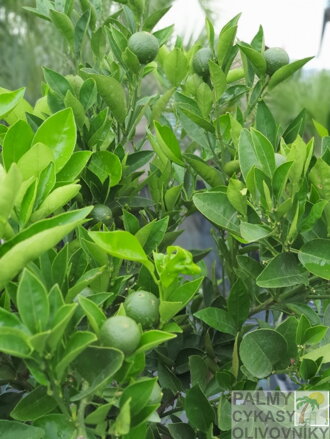 CITRUS SINENSIS - reálne foto plodov v našej exotickej záhrade