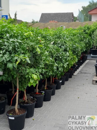CITRUSY EXOTICKÁ ZÁHRADA KRBY TUMA