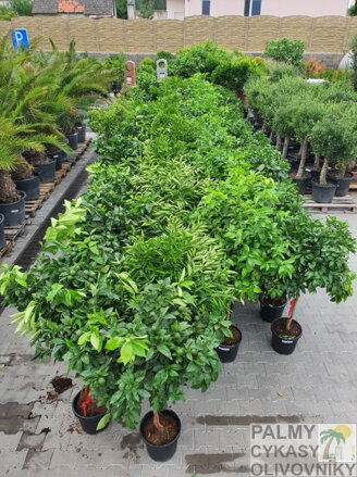 CITRUSY EXOTICKÁ ZÁHRADA KRBY TUMA