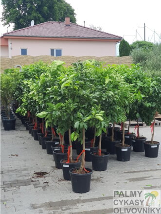 CITRUSY EXOTICKÁ ZÁHRADA KRBY TUMA