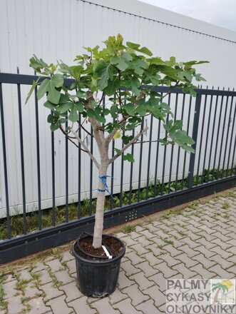 Ficus carica figovník 20/25