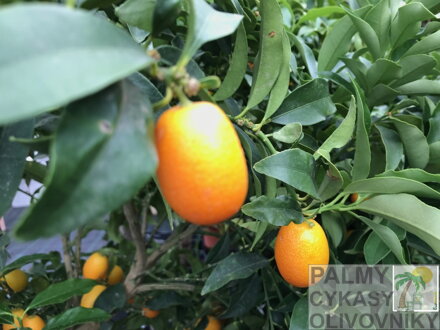 plody kumquat