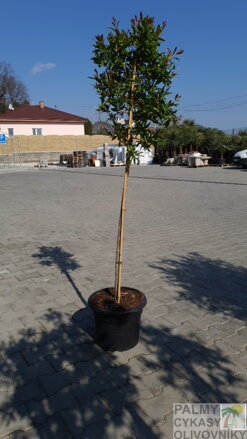 Punica granatum granátové jablko 8/10
