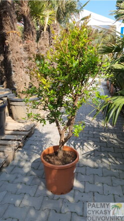 Punica granatum granátové jablko 14/16