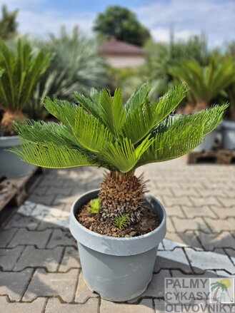 Cycas Revoluta New Life 20-26