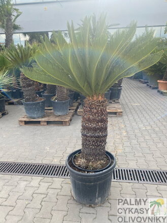 Cycas Revoluta kmeň 70cm