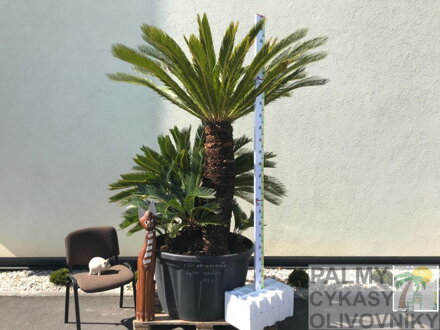 CYKAS REVOLUTA - autentické foto
