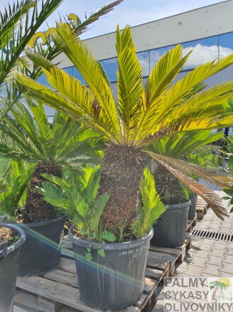 Cycas Revoluta výška 140-160cm, kmeň 50-60cm