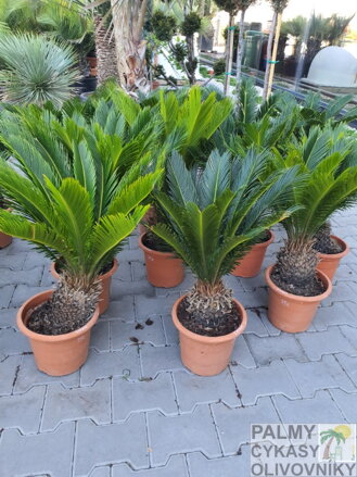 Cykas Revoluta 70-80 cm