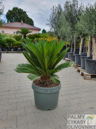 Cycas Revoluta výška 80-90cm, kmeň 10-15cm 26lt.