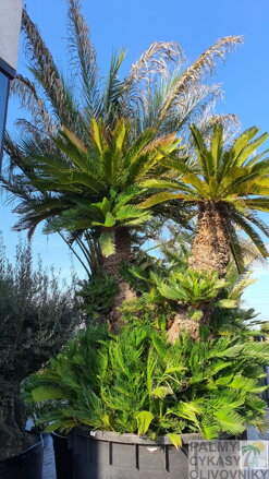 Cycas Revoluta exemplare multikmeň 2x210cm 1500Lt. 