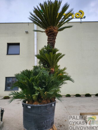 Cycas Revoluta exemplare multikmeň 1x300cm 700Lt. 