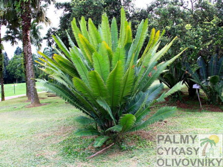 CYCAS DIOON EDULE