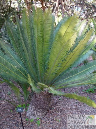 CYCAS DIOON EDULE