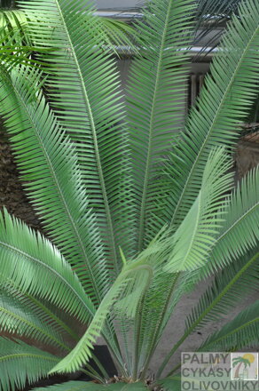 CYCAS DIOON EDULE